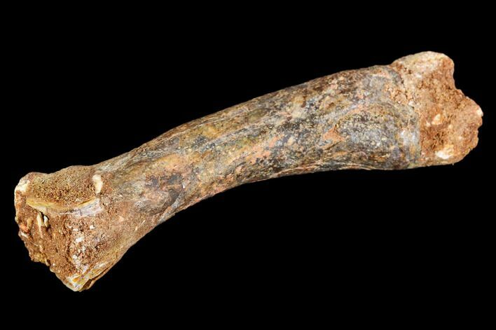 Fossil Crocodile Tibia - Morocco #110266